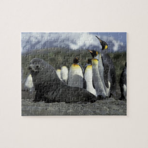 Antarctica, South Georgia Island. Antarctic fur Jigsaw Puzzle