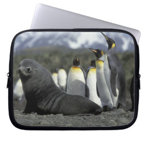 Antarctica, South Georgia Island. Antarctic fur Laptop Sleeve