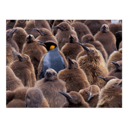 Image of Antarctica, South Georgia Island, King penguins Postcard