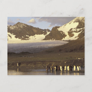 Antarctica, South Georgia Island. King penguins Postcard