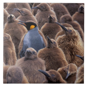 Antarctica, South Georgia Island, King penguins Tile