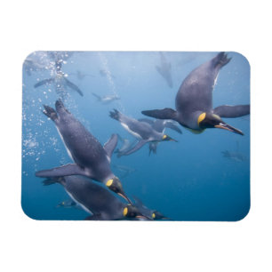 Antarctica, South Georgia Island (UK), 2 Magnet