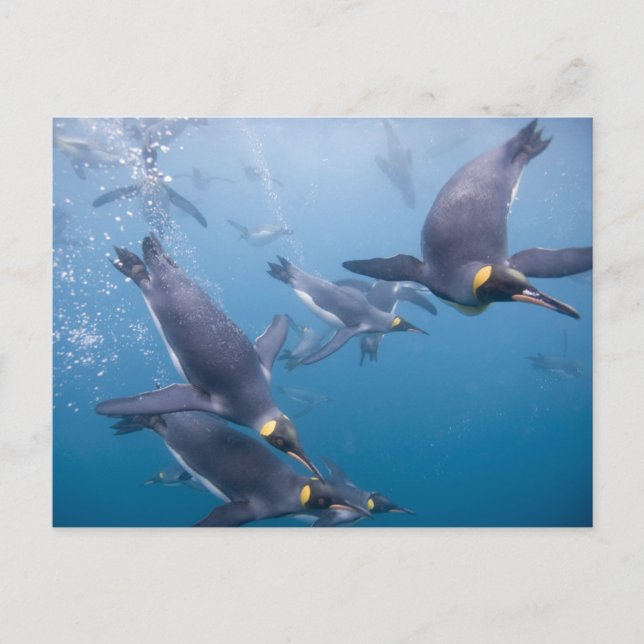 Antarctica, South Georgia Island (UK), 2 Postcard (Front)