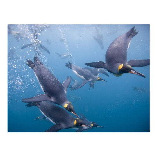 Antarctica, South Georgia Island (UK), 2 Postcard