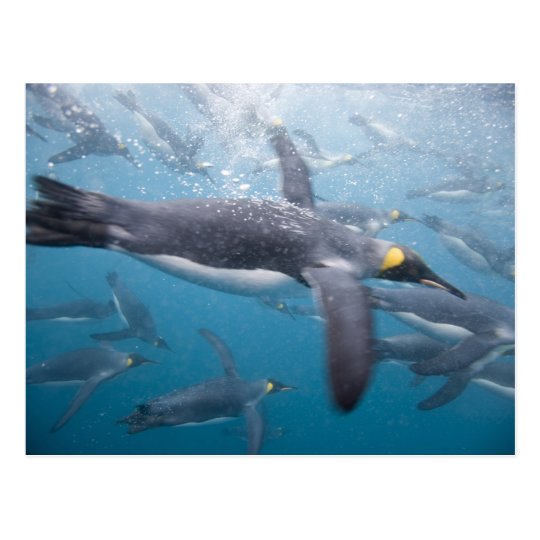 Antarctica, South Georgia Island UK), 3 Postcard