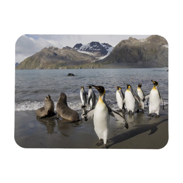 Antarctica, South Georgia Island (UK), Antarctic 2 Magnet (Horizontal)