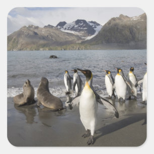 Antarctica, South Georgia Island (UK), Antarctic 2 Square Sticker