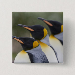Antarctica, South Georgia Island UK), King 15 Cm Square Badge