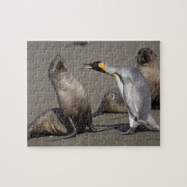 Antarctica, South Georgia Island (UK), King 3 Jigsaw Puzzle (Horizontal)