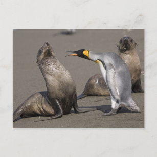 Antarctica, South Georgia Island (UK), King 3 Postcard