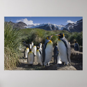 Antarctica, South Georgia Island UK), King 6 Poster
