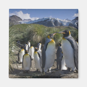 Antarctica, South Georgia Island UK), King Magnet