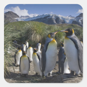 Antarctica, South Georgia Island UK), King Square Sticker