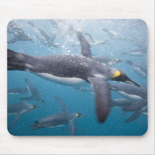 Antarctica, South Georgia Island UK Mouse Mat