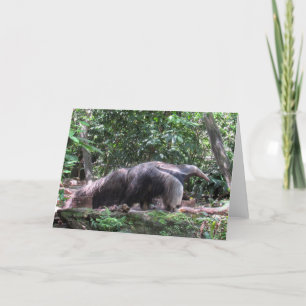 Anteater Greeting Card