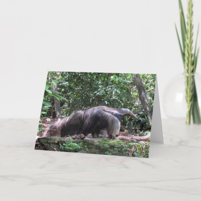 Anteater Greeting Card (Front)
