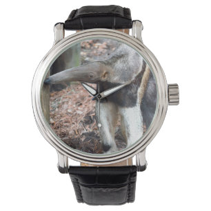 anteater nose raised wild animal image picture watch