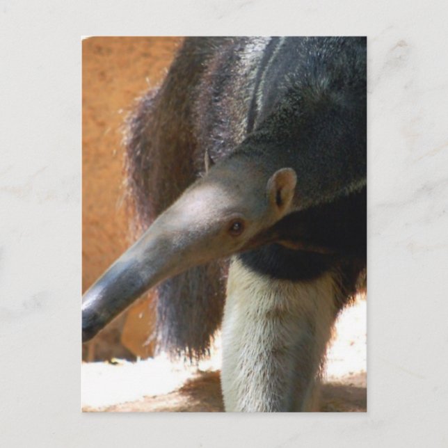 Anteater Postcard (Front)