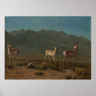 Antelope (Arizona Antelope) Poster
