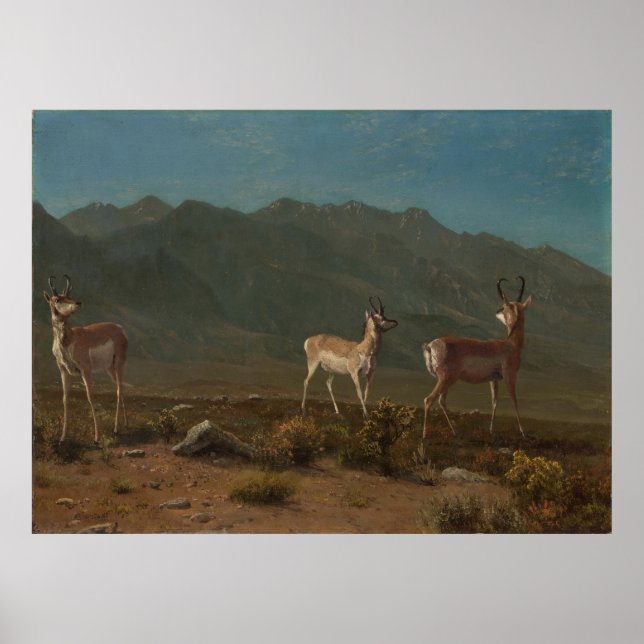 Antelope (Arizona Antelope) Poster (Front)