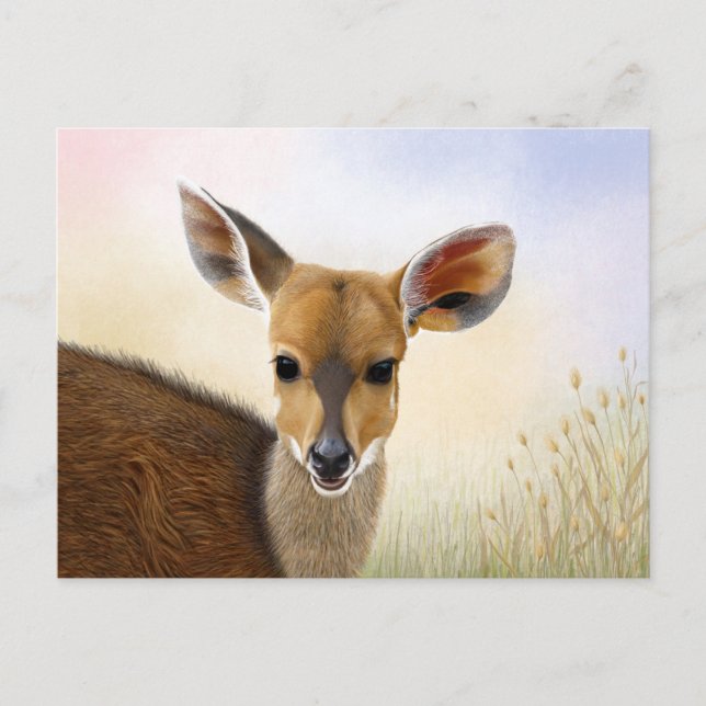 Antelope Bushbuck Young African Deer Drawing Postcard (Front)