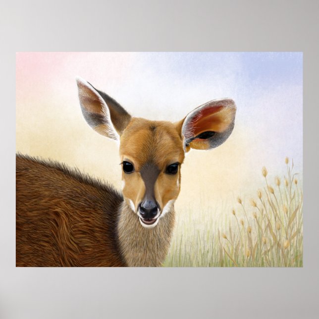 Antelope Bushbuck Young African Deer Drawing Poster (Front)