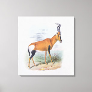 Antelope, from 'The Book of Antelopes', Canvas Print