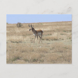Antelope in Profile Postcard