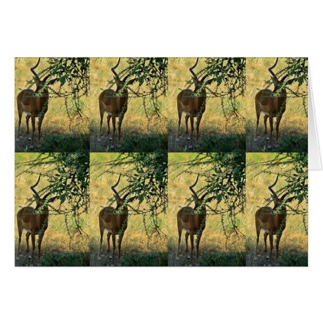 Antelope in Samburu (Front Horizontal)