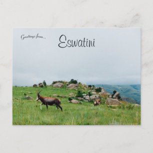 Antelope in Swaziland National Park Eswatini Postcard
