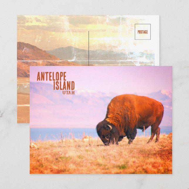 Antelope Island Bison Postcard (Front/Back)