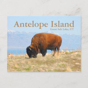 Antelope Island, Great Salt Lake, Utah Postcard