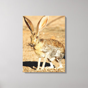 Antelope jackrabbit portrait, Arizona Canvas Print