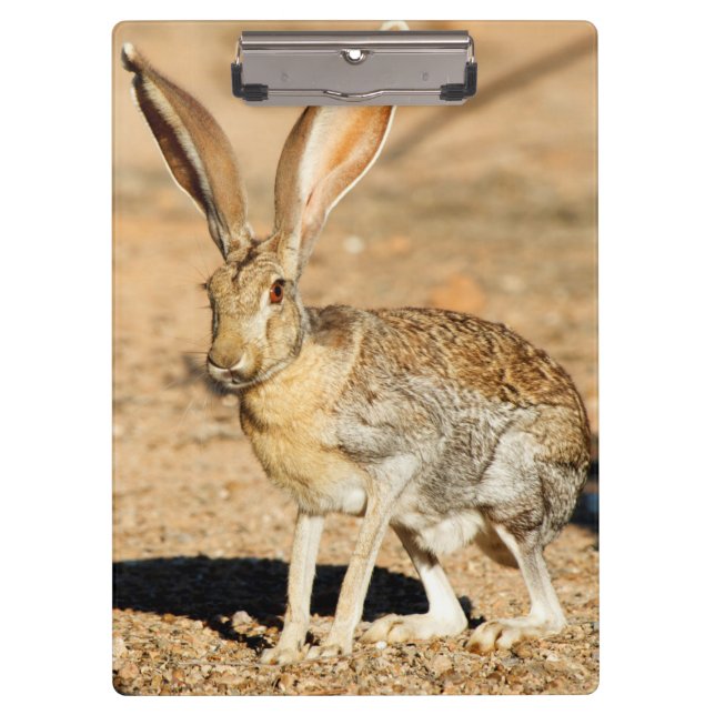 Antelope jackrabbit portrait, Arizona Clipboard (Front)