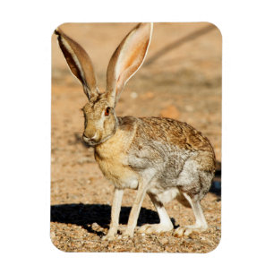 Antelope jackrabbit portrait, Arizona Magnet