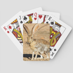 Antelope jackrabbit portrait, Arizona Playing Cards