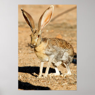Antelope jackrabbit portrait, Arizona Poster