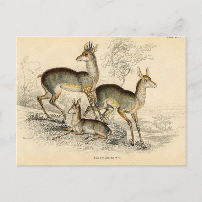 Antelope Postcard (Front)