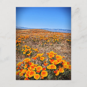 Antelope Valley California Poppy Reserve Postcard