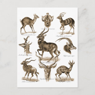 Antelopes Postcard