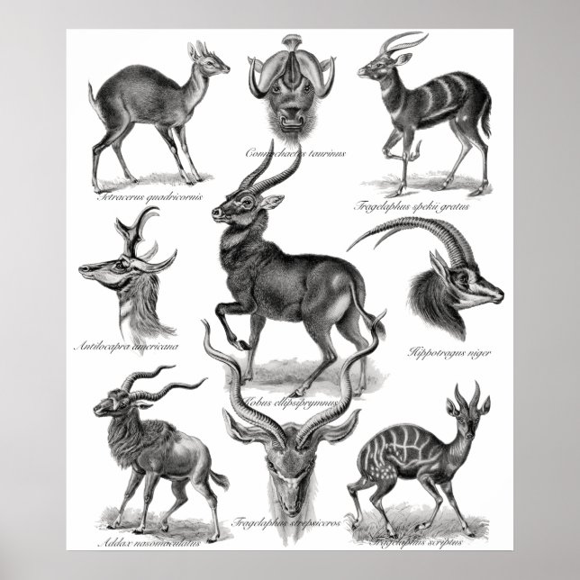 Antelopes Poster (Front)