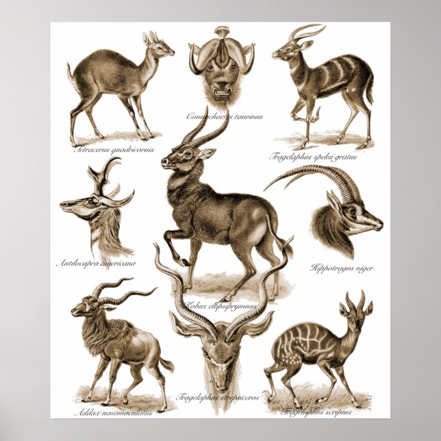 Antelopes Poster (Front)