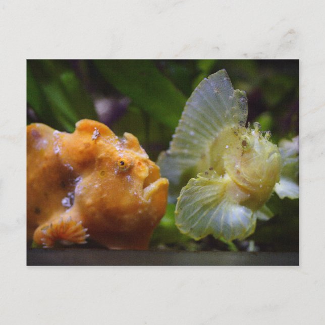 Antennarius commerson & Taenianotus triacanthus Postcard (Front)