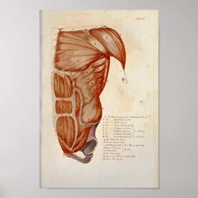 Anterior Chest Muscle Anatomy Print French (Front)