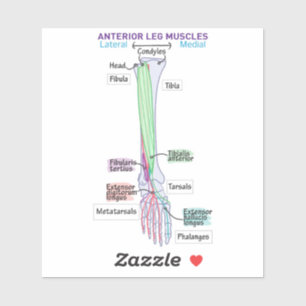 Anterior Leg Muscles DITKI Magnet