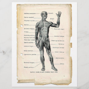 Anterior Muscles Flyer