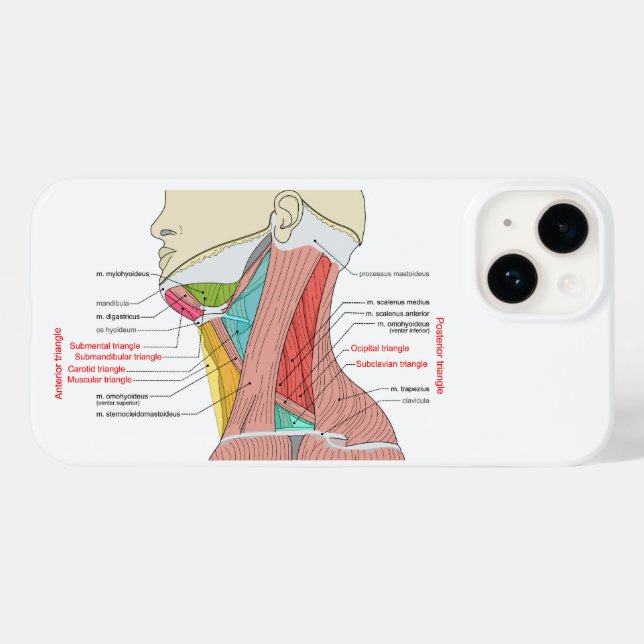 Anterior Posterior Triangles neck Anatomy Muscles  Case-Mate iPhone Case (Back (Horizontal))