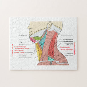 Anterior Posterior Triangles neck Anatomy Muscles Jigsaw Puzzle