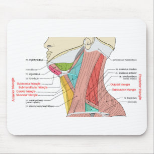 Anterior Posterior Triangles neck Anatomy Muscles  Mouse Mat