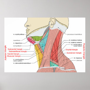 Anterior Posterior Triangles neck Anatomy Muscles Poster